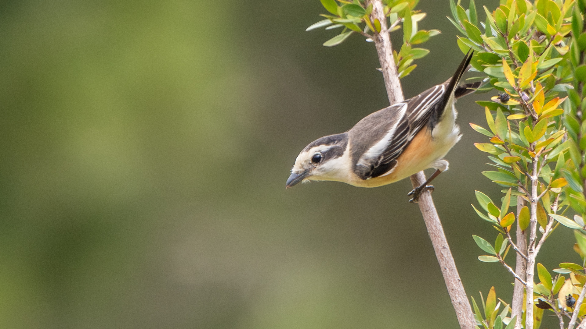 Masked Shrike